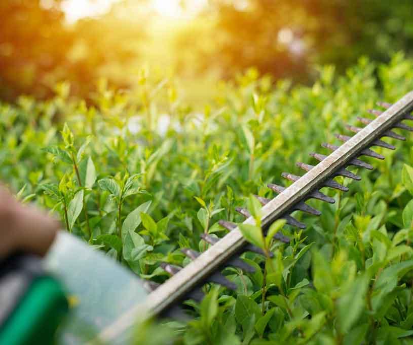 web hecke 815x680